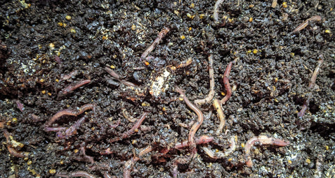worm castings vs compost, worms eating compost, difference between worm castings and compost, are worm castings and compost the same 