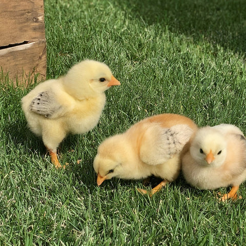 baby chickens eat earthworms