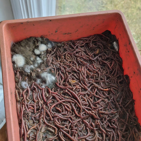 common worm farm problems, moldy food in worm bin, worm bin problems, worm farm problems