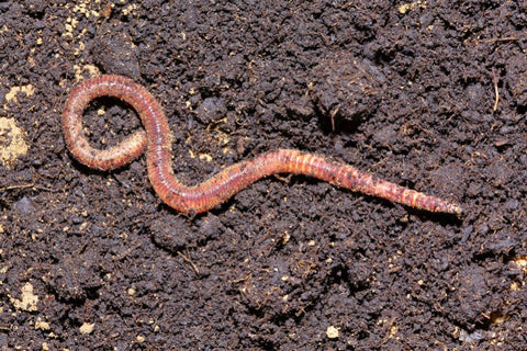 adult red worm, how long do worms live