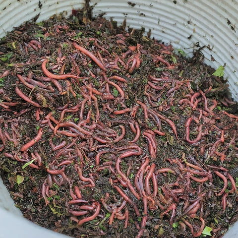 how many worms per square foot, worms per square feet, how many worms in a worm bin, how many red wigglers per square foot