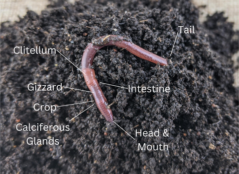 how do worms process food, diagram of worm crop, worm digestive process, how do worms get protein poisoning