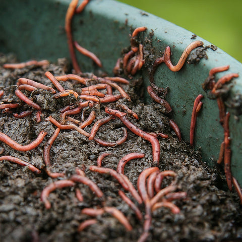 worms crawling out of bin, top 5 worm farm mistakes