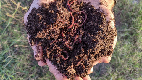 red wigglers in hand, red wiggler compost worms