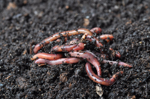 1/4 lb of compost worms, red wiggler worms, how to restart a worm farm, how many worms do you need in a worm farm