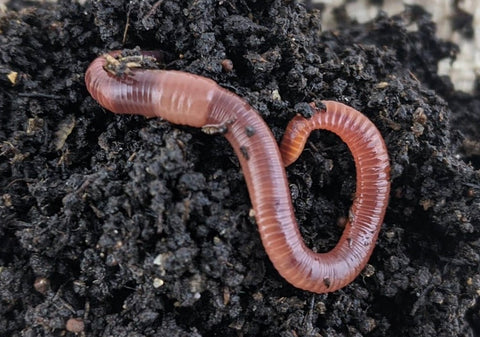 European Nightcrawlers: Benefits of Earthworms in the Garden — The