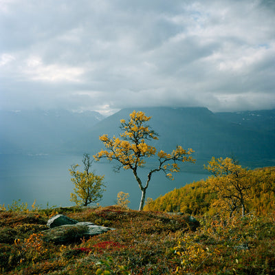 Troms Tree Norway