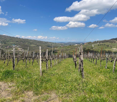 Lush Campania vineyard with scenic mountains in the backdrop