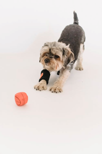  A dog fetching a ball