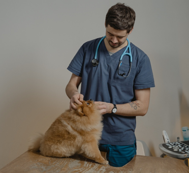  vet checking a cat
