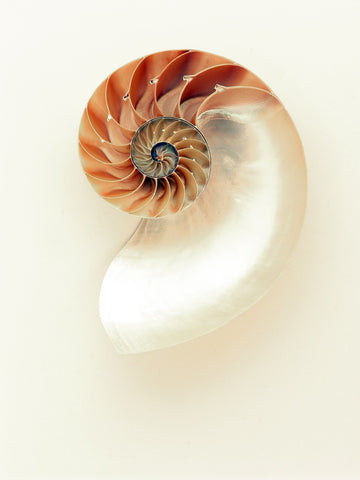 Nautilus Muschel, Goldener Schnitt, Blume des Lebens