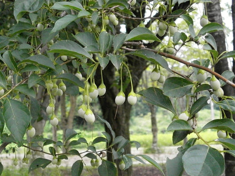 Styrax Baum Styrax zum räuchern