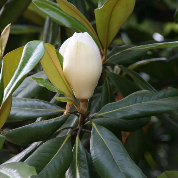 Magnolia Blossom Essential Oil, Org - Alambika USA Organic Essential Oils