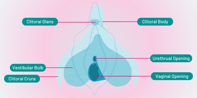 YES Anatomy of clitoris, vagina, vulva