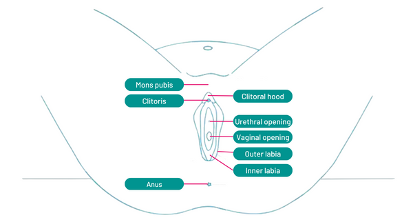 Vulval anatomy