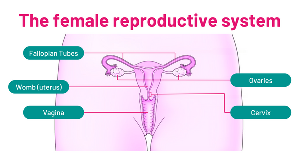 The female reproductive system diagram