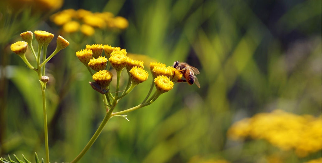 Organic flower with honeybee