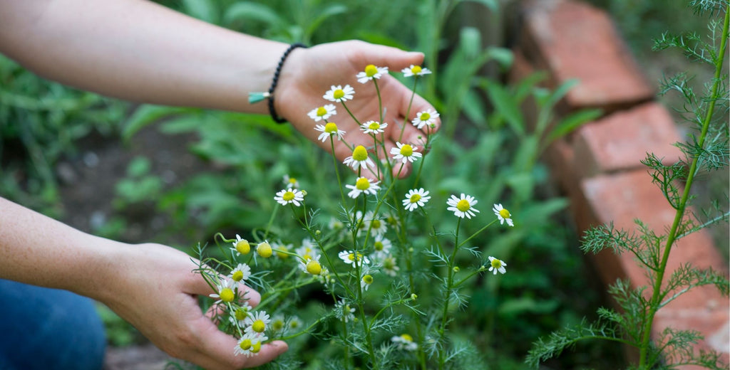 Hand holding organic flower in natural garden