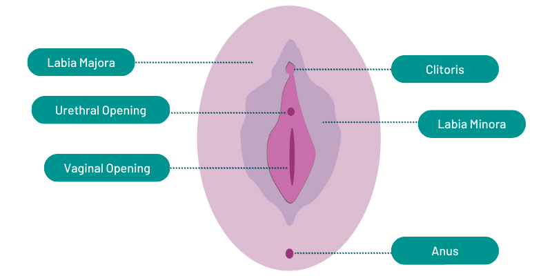 Vulval anatomy