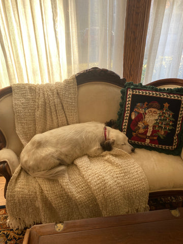 White dog with brown polka dots resting on antique settee