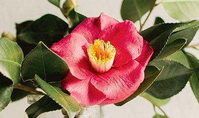 Camellia Flower