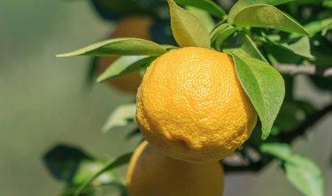 lemon on lemon tree