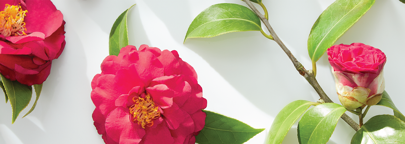 4 HAIR AND SKIN BENEFITS OF CAMELLIA OIL