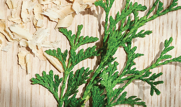 Hinoki image