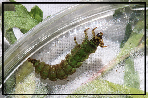 Green caddis larva nymph
