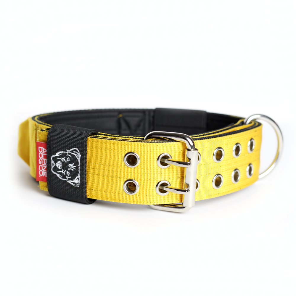Expedition Dog Collar - Yellow