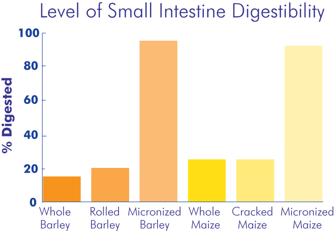 horse small intestine digestibility