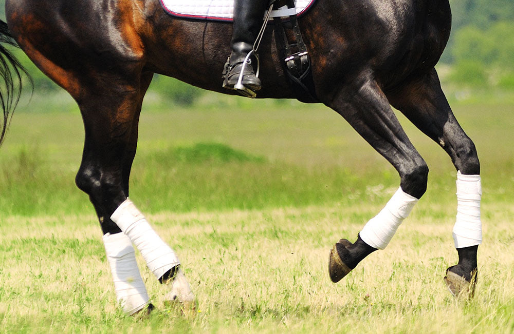 Horse equine arthritis