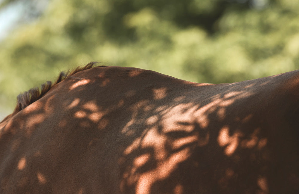 Protein topline horse muscles