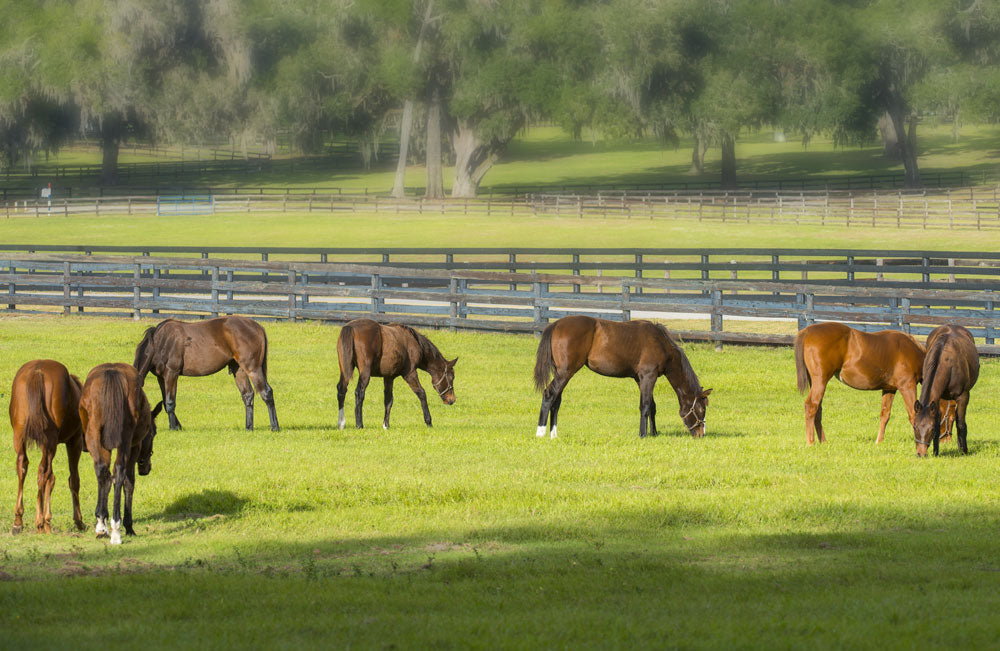 What to feed to thoroughbred yearlings