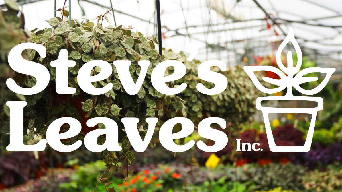 Steve's Leaves