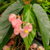 Begonia 'Angel Wings' | Steve's Leaves Begonia Exotic Plants