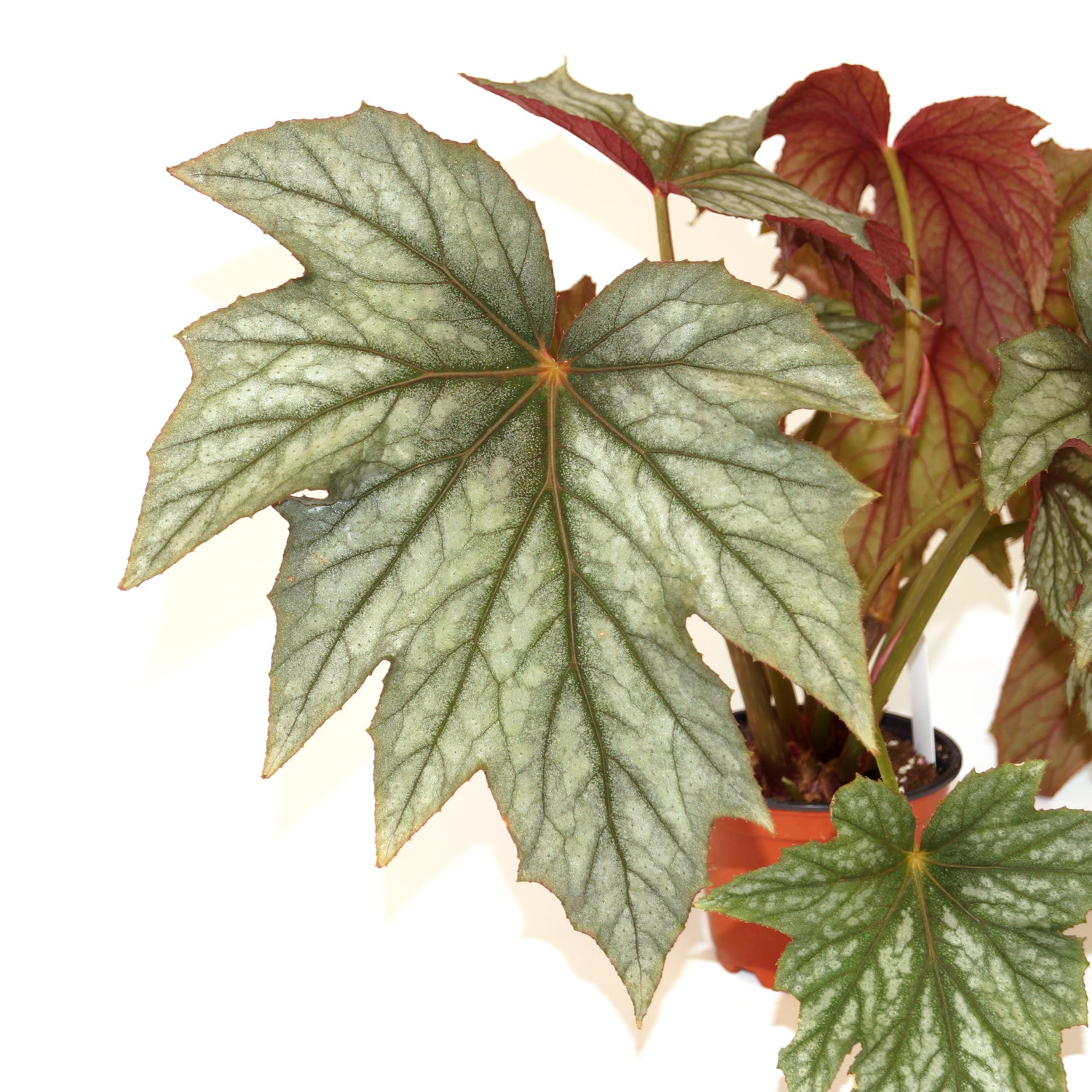 Begonia 'Caribbean Star' – Steve's Leaves