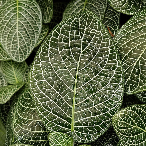 Fittonia albivenis (Argyroneura group)