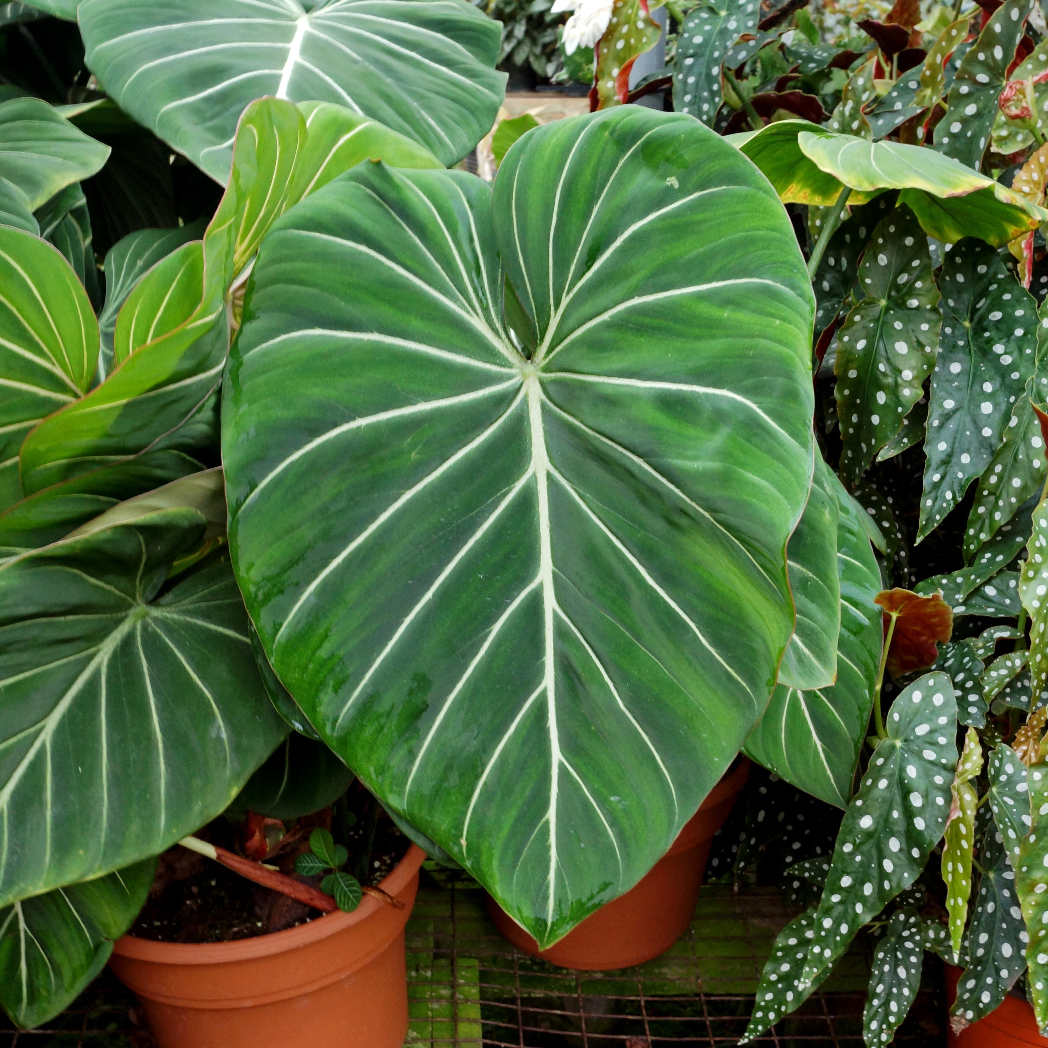 Philodendron gloriosum - 5.5" Pot