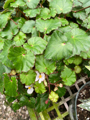 Begonia gemella – Steve's Leaves