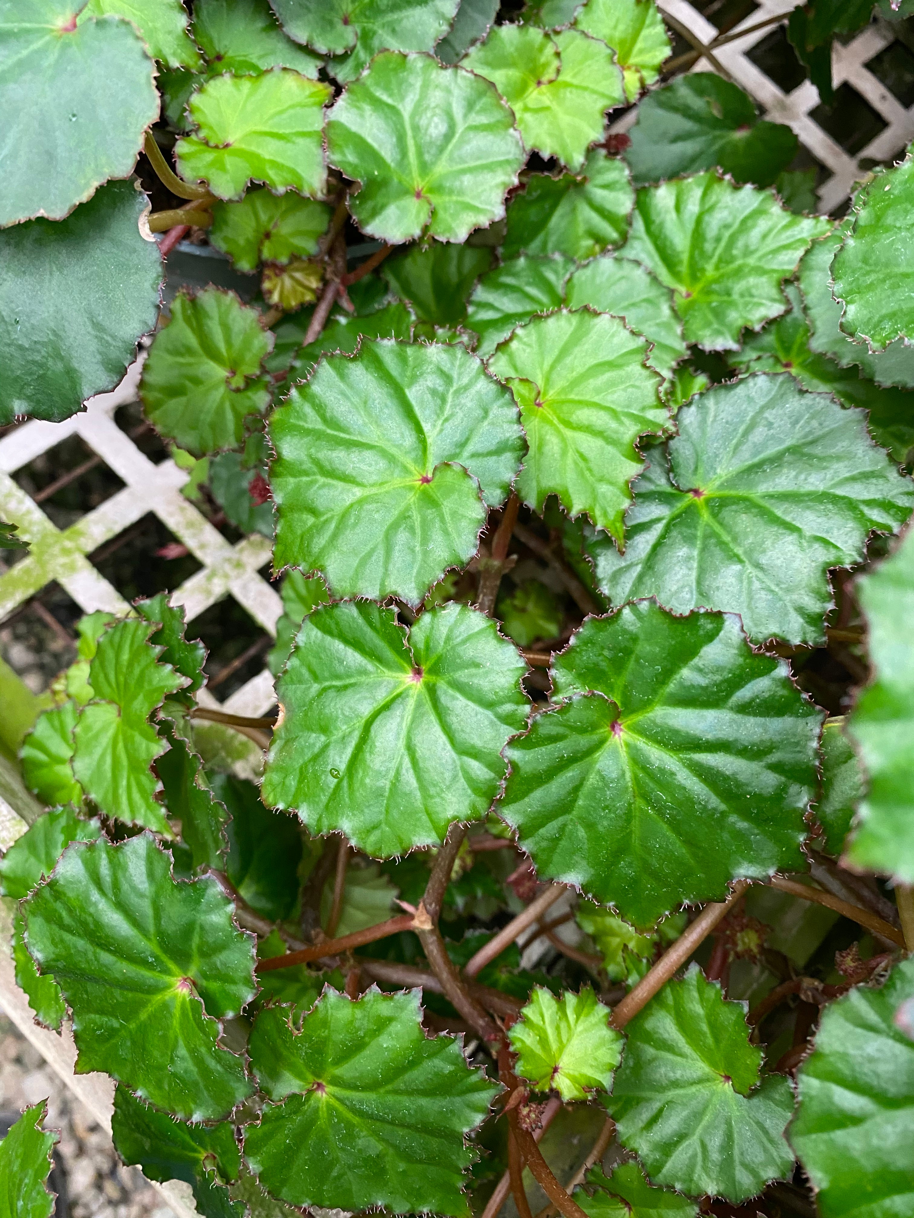 Begonia gemella – Steve's Leaves