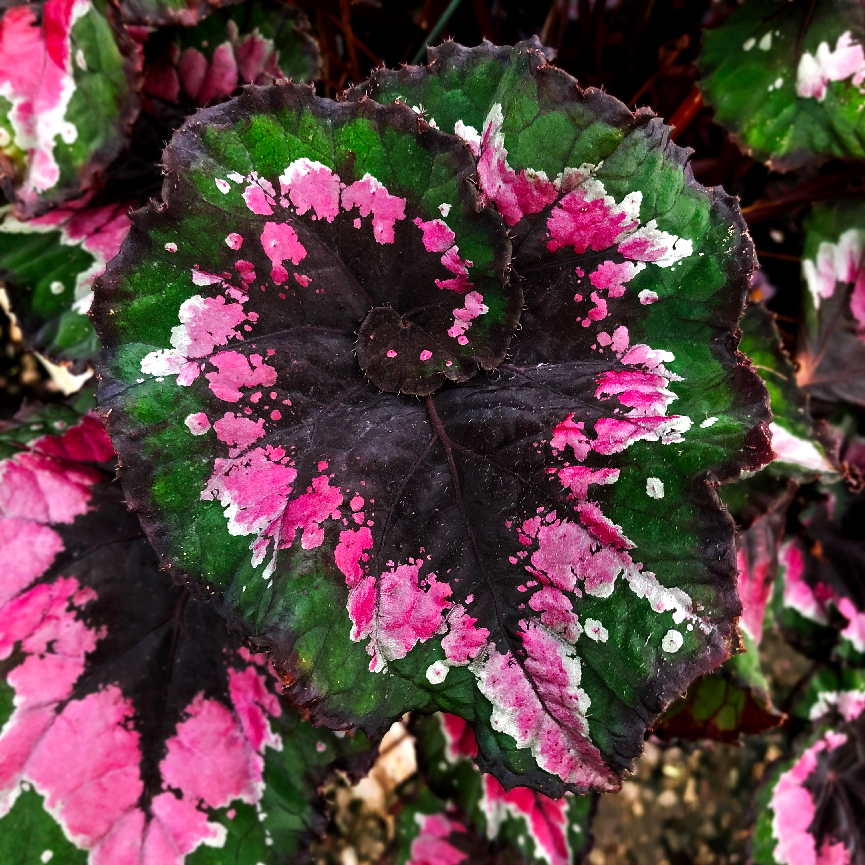 Begonia 'Christmas Curl' | Steve's Leaves Begonia Exotic Plants