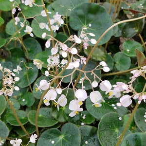 Begonia 'Erythrophylla' (