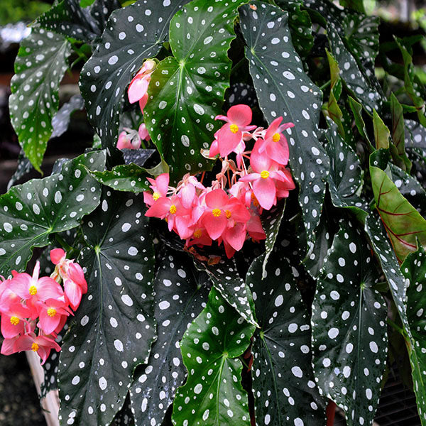 Begonia 'Flamingo Queen' | Steve's Leaves Begonia Exotic Plants