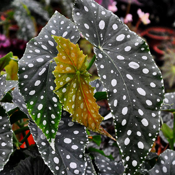 Begonia 'Flamingo Queen' | Steve's Leaves Begonia Exotic Plants