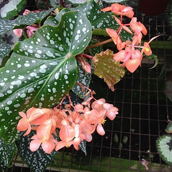 In Stock | Steve's Leaves Exotic Plants, Rare Tropical Plants & More – Page