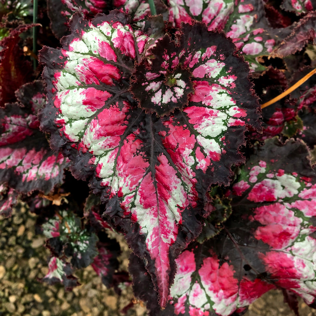 Begonia 'Harmony's Dance of Dragons' | Steve's Leaves Begonias