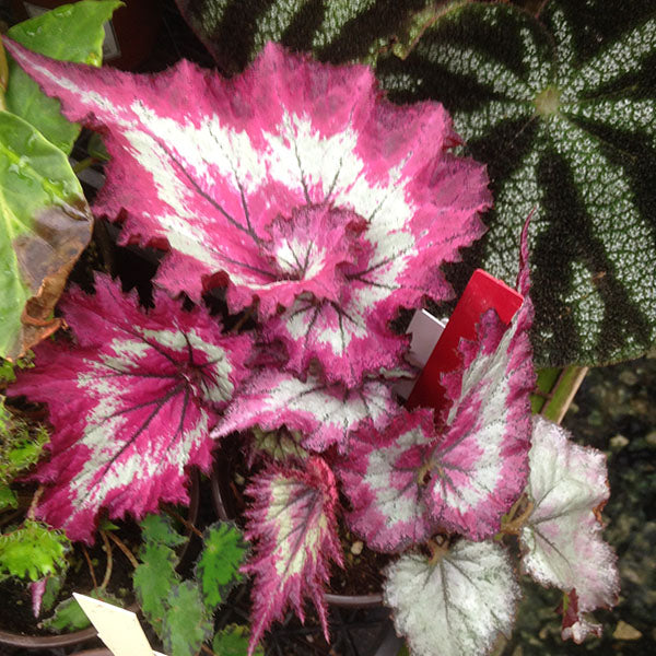 Begonia 'Raspberry Torte' – Steve's Leaves