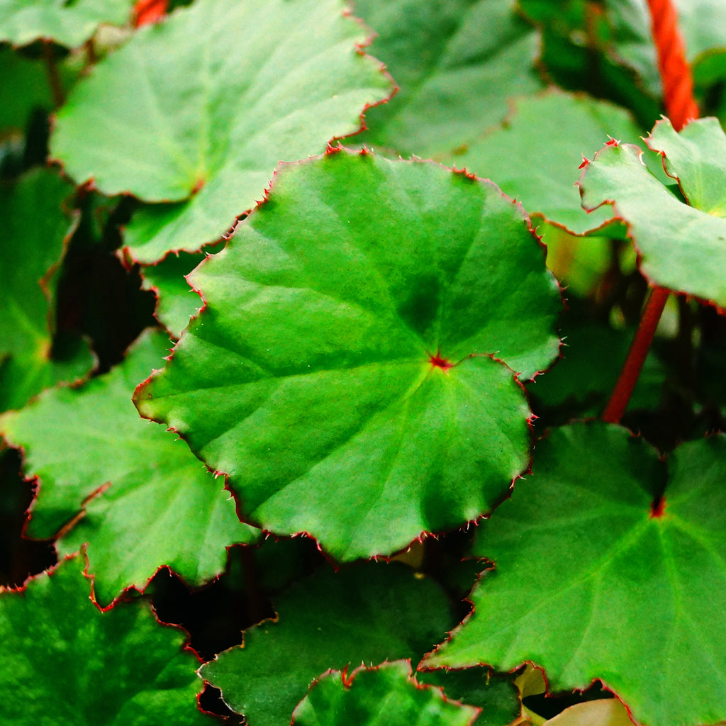 Begonia gemella – Steve's Leaves