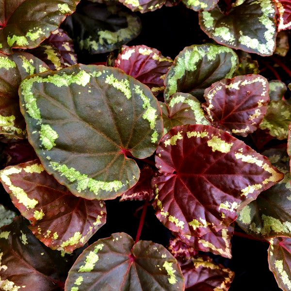 Begonia ignita – Steve's Leaves